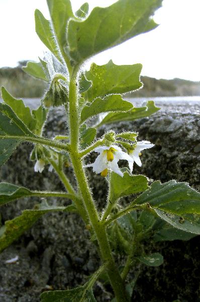 Photo of Solanum physalifolium by Val George