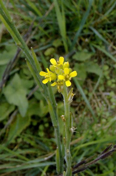Photo of Sisymbrium officinale by Val George