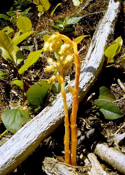 Photo of Hypopitys monotropa by Val George