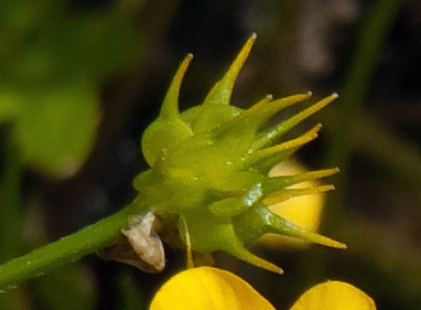 Photo of Ranunculus orthorhynchus var. orthorhynchus by Réal Sarrazin
