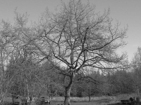 Photo of Quercus garryana by <a href="http://www.westcoastgardens.ca">Celeste Paley</a>