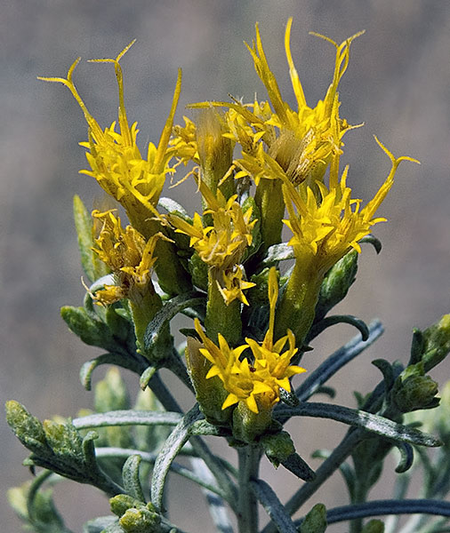 Photo of Ericameria nauseosa var. speciosa by Réal Sarrazin