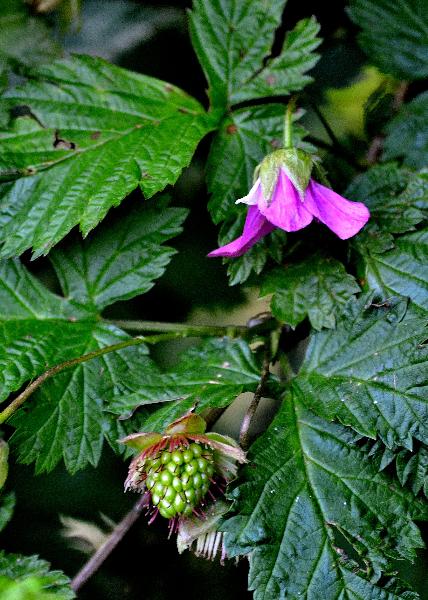 Photo of Rubus spectabilis by Fraser Cocks