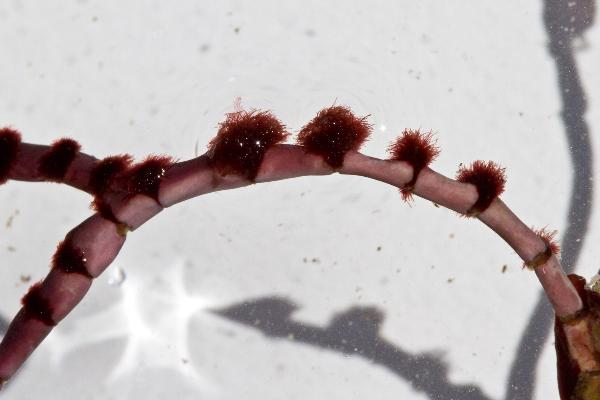 Photo of Ptilothamnionopsis lejolisea by <a href="http://www.botany.ubc.ca/people/hawkes.html">Michael Hawkes</a>
