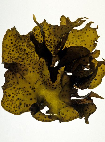 Photo of Mazzaella oregona by <a href="http://www.botany.ubc.ca/people/hawkes.html">Michael Hawkes</a>