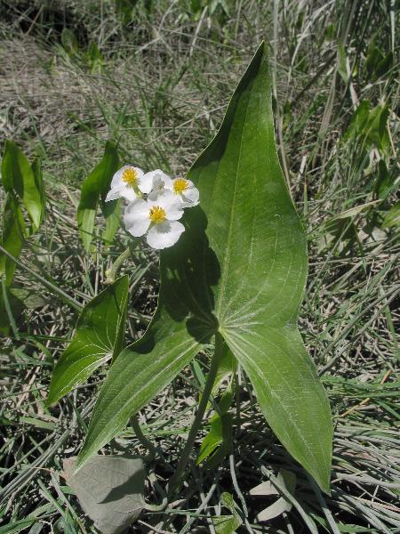 Photo of Sagittaria latifolia by Virginia Skilton