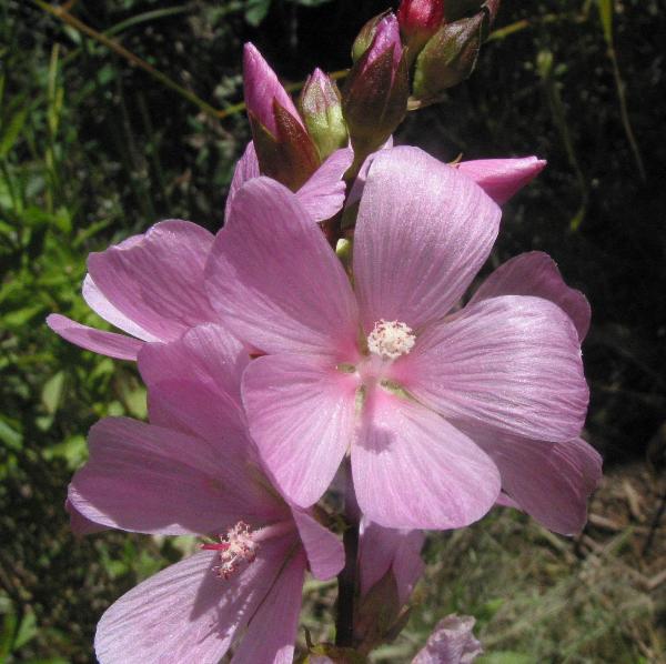 Photo of Sidalcea hendersonii by Virginia Skilton