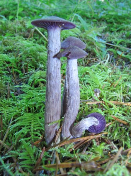 Photo of Laccaria amethysteo-occidentalis by Jim Riley