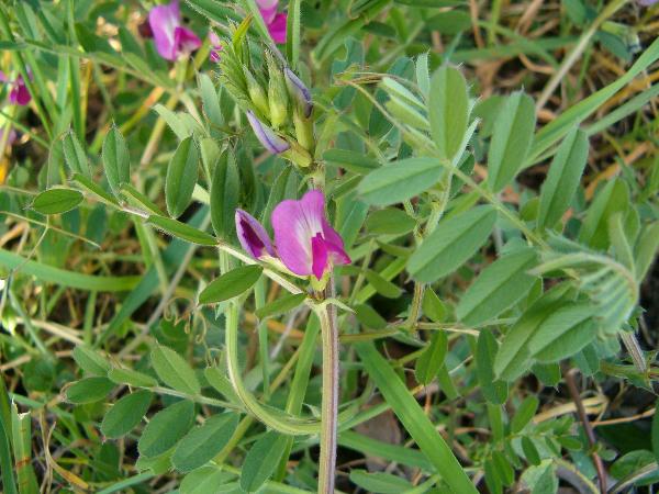 Photo of Vicia sativa var. sativa by Kevin Newell