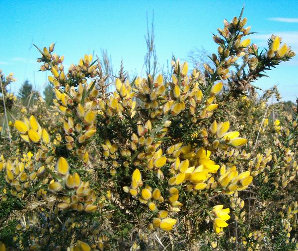 Photo of Ulex europaeus by Kevin Newell