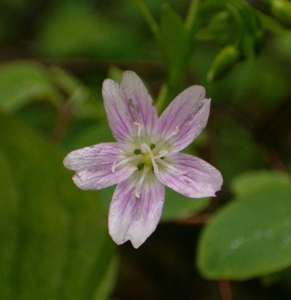 Photo of Claytonia sibirica by Kevin Newell
