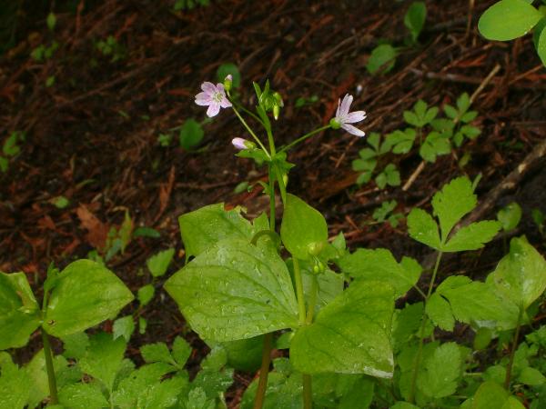 Photo of Claytonia sibirica by Kevin Newell