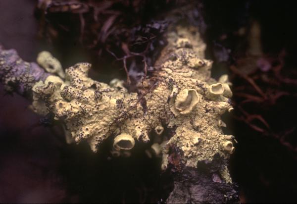 Photo of  Ahtiana sphaerosporella by Jim Riley