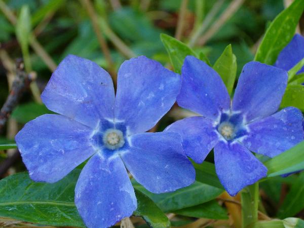 Photo of Vinca minor by Kevin Newell