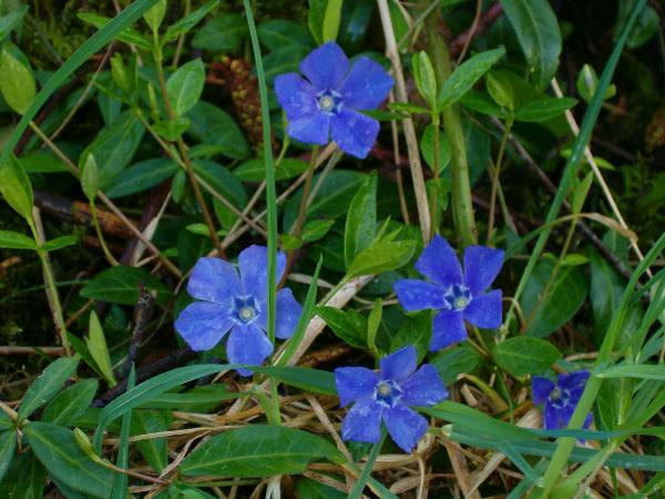 Photo of Vinca minor by Kevin Newell