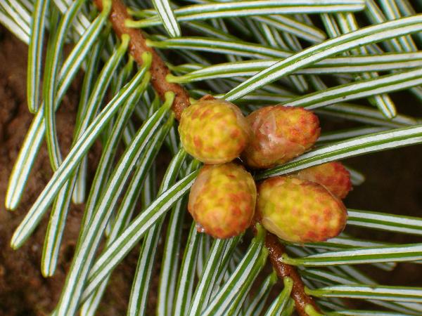 Photo of Abies grandis by Kevin Newell