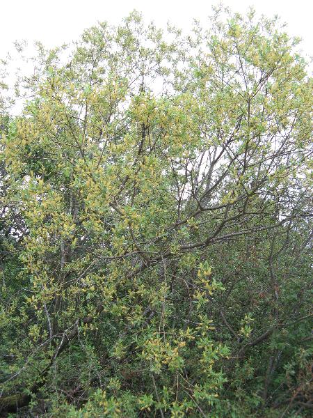 Photo of Salix lasiandra var. lasiandra by Frank Lomer
