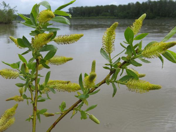 Photo of Salix lasiandra var. lasiandra by Frank Lomer
