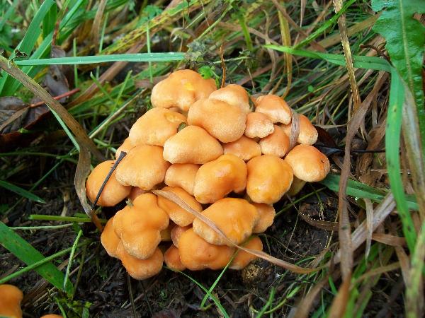 Photo of Hypholoma fasciculare by Simon Chornick