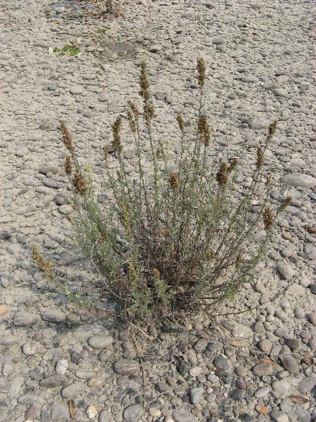Photo of Artemisia lindleyana by Frank Lomer
