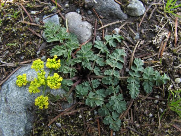 Photo of Lomatium martindalei by Jim Riley