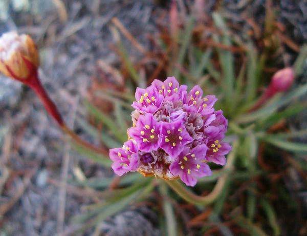 Photo of Armeria maritima by Kevin Newell