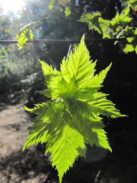 Photo of Acer glabrum by Jim Riley