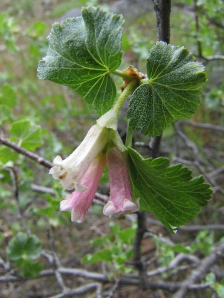 Photo of Ribes cereum var. cereum by Jim Riley