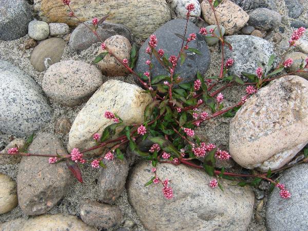 Photo of Persicaria maculosa by Frank Lomer
