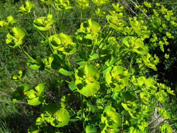 Photo of Euphorbia esula by Jim Riley
