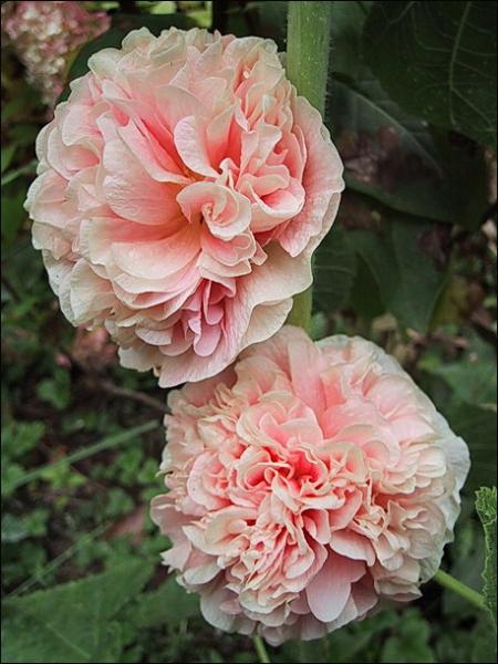 Photo of Alcea rosea by May Kald