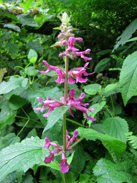 Photo of Stachys chamissonis var. cooleyae by Jim Riley