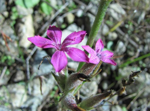Photo of Dianthus armeria by Jim Riley