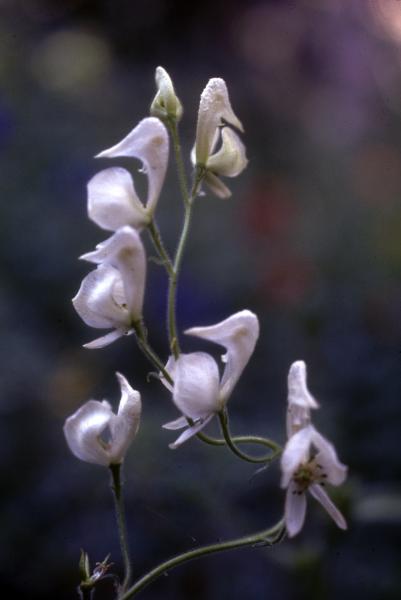 Photo of Aconitum columbianum by Jim Riley