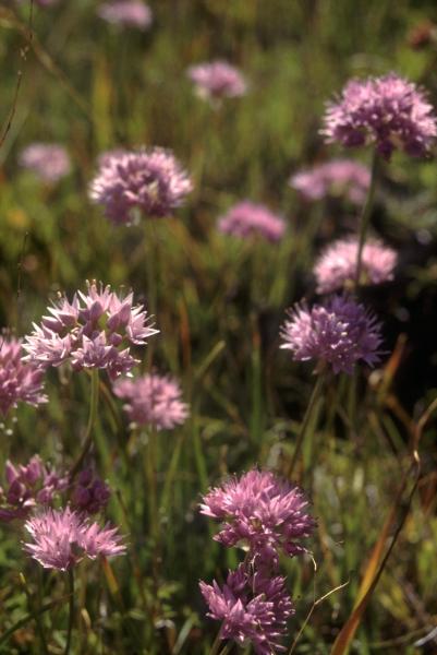 Photo of Allium amplectens by Jim Riley