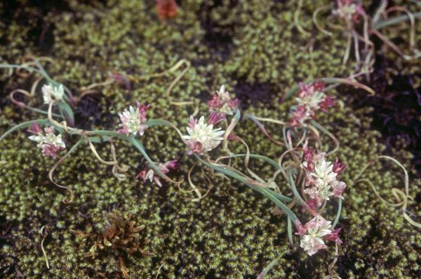 Photo of Allium crenulatum by Jim Riley