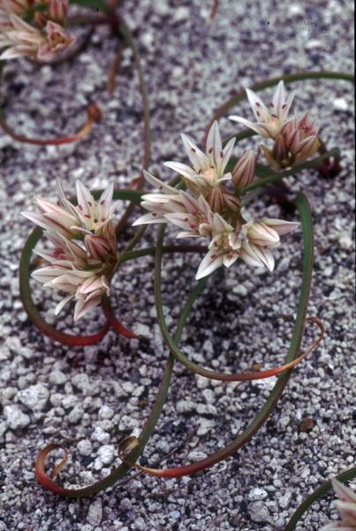 Photo of Allium crenulatum by Jim Riley