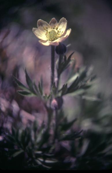 Photo of Anemone multifida by Jim Riley