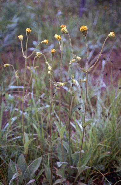 Photo of Arnica parryi by Jim Riley