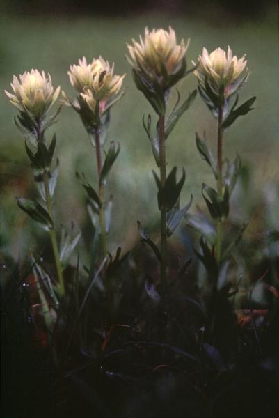 Photo of Castilleja parviflora by Jim Riley