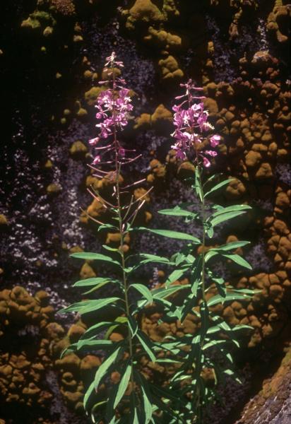 Photo of Chamaenerion angustifolium by Jim Riley