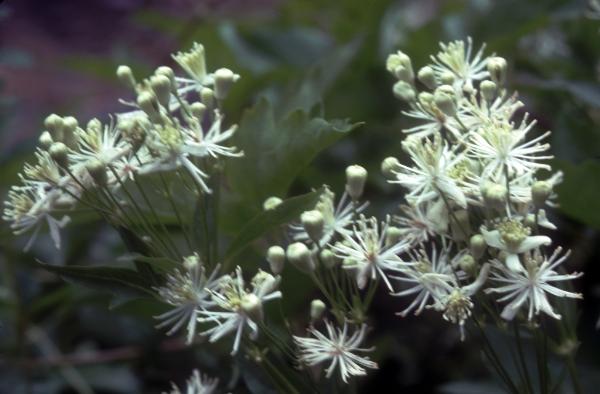 Photo of Clematis ligusticifolia by Jim Riley