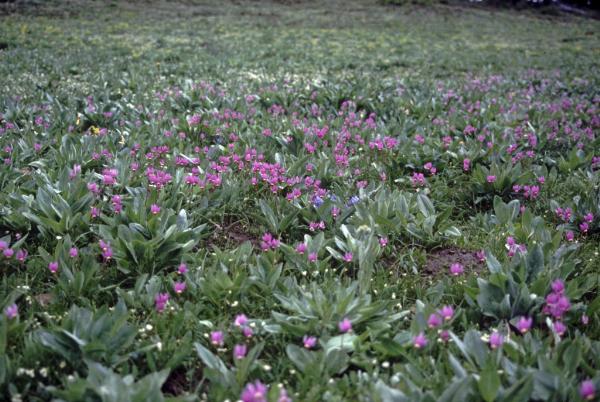 Photo of Dodecatheon conjugens ssp. conjugens by Jim Riley