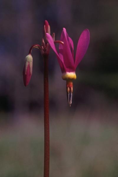 Photo of Dodecatheon pulchellum var. macrocarpum by Jim Riley