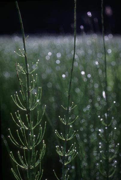 Photo of Equisetum fluviatile by Jim Riley