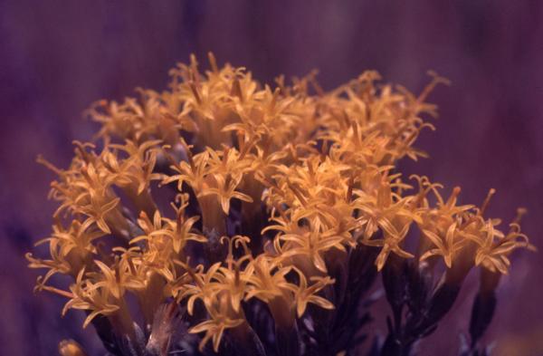 Photo of Ericameria nauseosa var. speciosa by Jim Riley