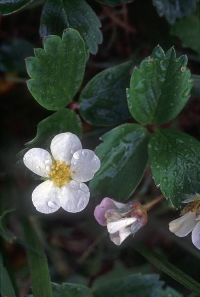 Photo of Fragaria chiloensis by Jim Riley