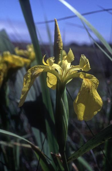Photo of Iris pseudacorus by Jim Riley
