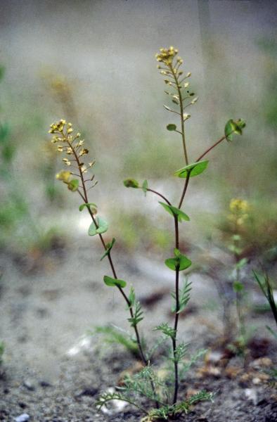 Photo of Lepidium perfoliatum by Jim Riley