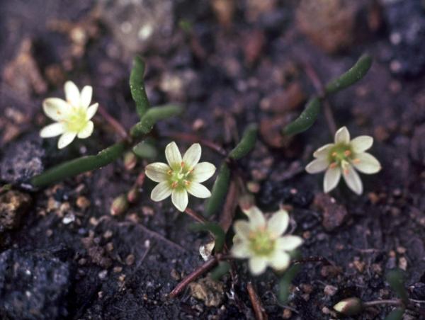 Photo of Lewisia triphylla by Jim Riley